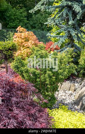 Érable en éventail (Acer palmatum 'Shishigashira') Banque D'Images