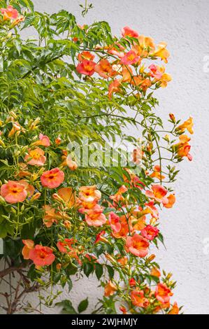Trompette chinoise (Campsis grandiflora) Banque D'Images