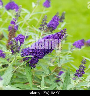 Muguet nain (Buddleja BUZZR INDIGO) Banque D'Images