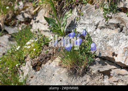 Tambour de fées (Campanula cochleariifolia) Banque D'Images