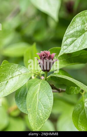 Arbuste à épices (Calycanthus floridus) Banque D'Images