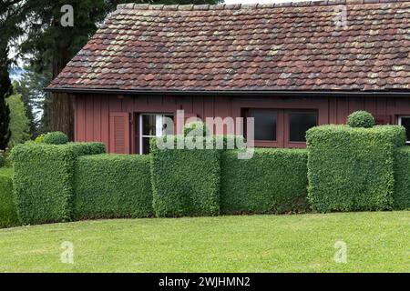 Boîte commune européenne (Buxus sempervirens var. arborescens) Banque D'Images