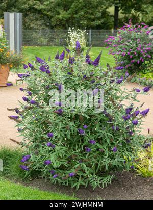 Muguet nain (Buddleja BUZZR INDIGO) Banque D'Images