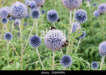 Chardon banat (Echinops bannaticus 'Taplow Blue') Banque D'Images