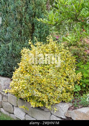 Buisson de fuseau permanent (Euonymus fortunei 'Emerald 'n' Gold') Banque D'Images