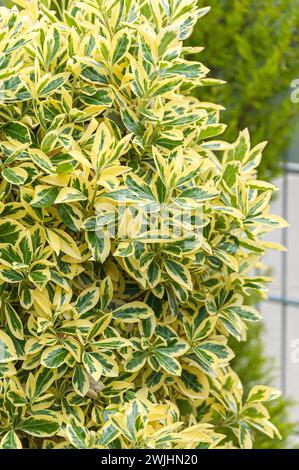 Arbuste du Japon (Euonymus japonicus 'Bravo'), (Hamamelis) Banque D'Images