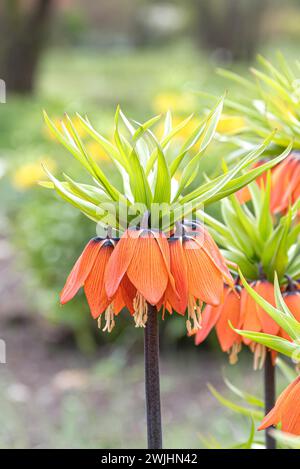 Couronne impériale (Fritillaria imperialis 'Aurora') Banque D'Images