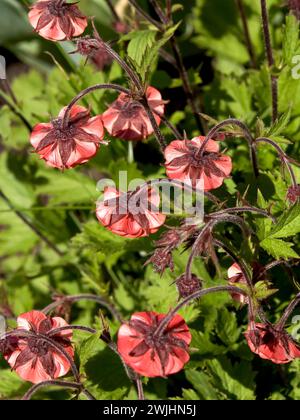 Racine d'oeillet (Geum rivale 'Flames of passion') Banque D'Images