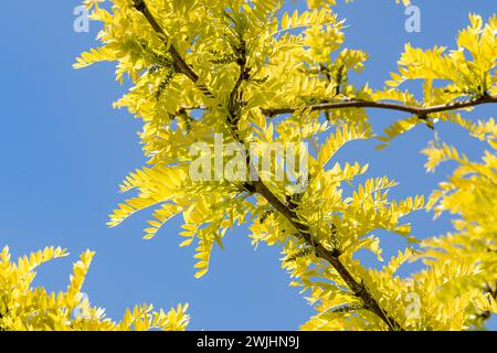 Gleditsia dorée (Gleditsia triacanthos 'Sunburst') Banque D'Images