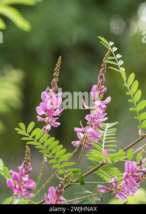 Arbuste indigo de l'Himalaya (Indigofera heterantha) Banque D'Images