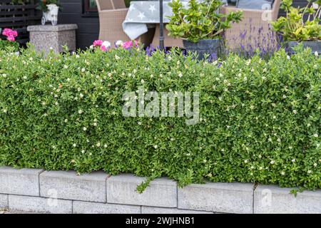 Privet nain (Ligustrum vulgare 'Lodense') Banque D'Images