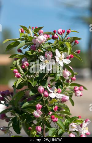 Pomme ornementale (Malus 'Golden Hornet') Banque D'Images