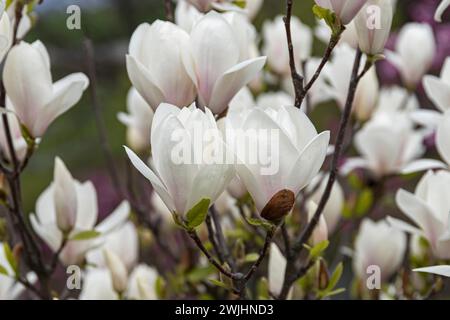 Magnolia tulipe (Magnolia x soulangeana 'Alba Superba') Banque D'Images