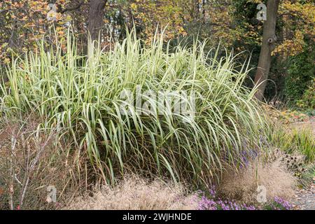 Roseau de Chine (Miscanthus sinensis 'Cabaret') Banque D'Images