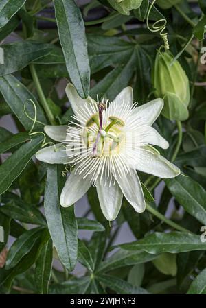 Fleur de la passion (Passiflora caerulea 'Constance Elliott') Banque D'Images