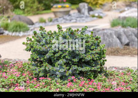 Épinette de Sitka (Picea sitchensis 'Silberzwerg') Banque D'Images