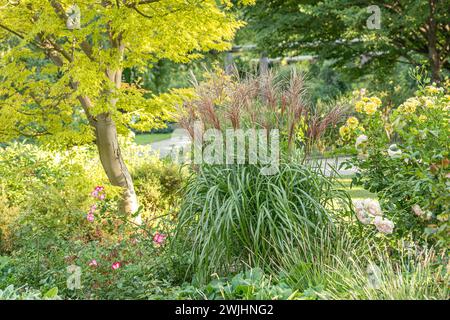 Roseau de Chine (Miscanthus sinensis 'Malepartus') Banque D'Images