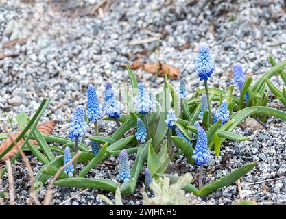 Jacinthe de raisin (Muscari azureum) Banque D'Images