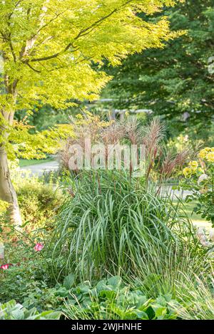 Roseau de Chine (Miscanthus sinensis 'Malepartus') Banque D'Images