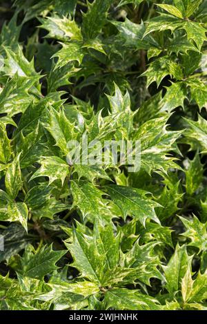 Fleur parfumée (Osmanthus heterophyllus 'Goshiki') Banque D'Images