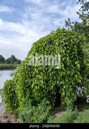 Mûrier suspendu (Morus alba 'pendula') Banque D'Images