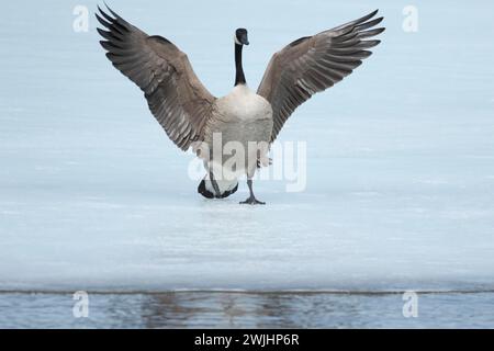 La Bernache du Canada -branta canadensis- atterrit sur un lac gelé Banque D'Images