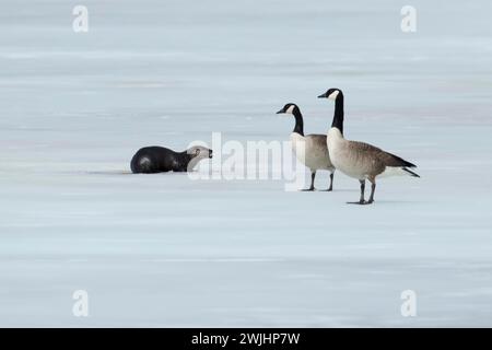 Loutre de rivière d'Amérique du Nord -Lontra canadensis- et oies du canada -branta canadensis- se tenant sur un lac gelé Banque D'Images