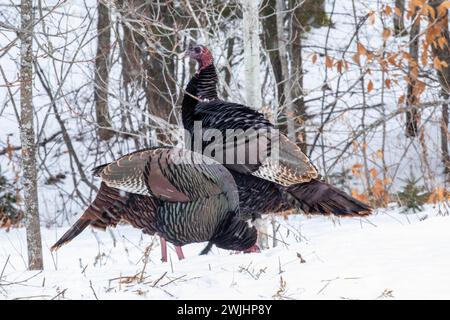 Dindes sauvages (Meleagris gallopavo) se nourrissant ensemble dans un champ de maïs enneigé. Elles mangent les grains tombés pendant la récolte. Région de la Banque D'Images