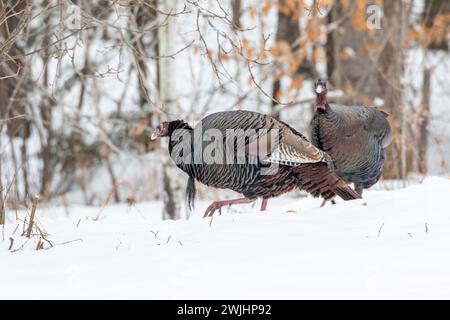 Dindes sauvages (Meleagris gallopavo) se nourrissant ensemble dans un champ de maïs enneigé. Elles mangent les grains tombés pendant la récolte. Région de la Banque D'Images