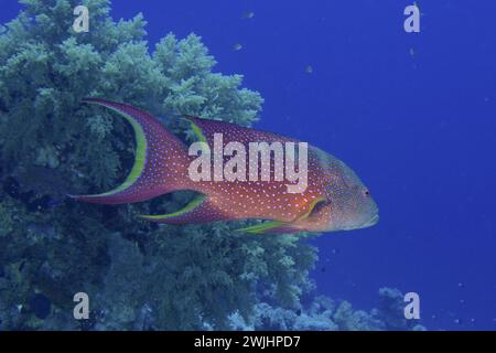 Lyretail à bords jaunes (Variola louti), site de plongée Gordon Reef, détroit de Tiran, Sinaï, Égypte, mer Rouge Banque D'Images