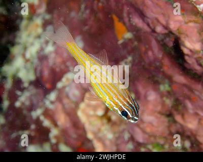 Cardinalfish à rayures dorées (Apogon cyanosoma), site de plongée de House Reef, mangrove Bay, El Quesir, Mer Rouge, Égypte Banque D'Images