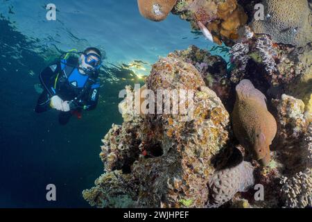 Plongeur regardant la morue géante (Gymnothorax javanicus) dans la lumière du soir. Site de plongée House Reef, mangrove Bay, El Quesir, Mer Rouge, Egypte Banque D'Images