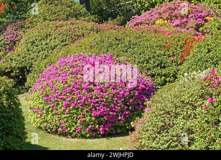 Arbustes azalées roses, jardin botanique, Villa Carlotta, Tremezzo, Lago di Como, lac de Côme, Lombardie, Italie Banque D'Images