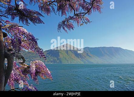 Pluie bleue fleurie, Wisteria, Lago di Como, Tremezzo, Lac de Côme, Lombardie, Italie Banque D'Images