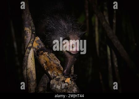 Aye-aye (Daubentonia madagascariensis) dans les forêts pluviales de plaine de l'est de Madagascar Banque D'Images