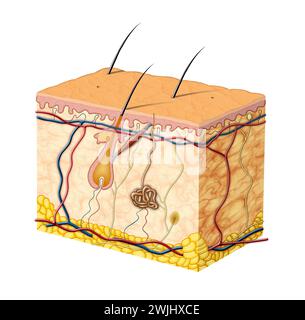 Anatomie de la peau humaine. Illustration numérique. Banque D'Images