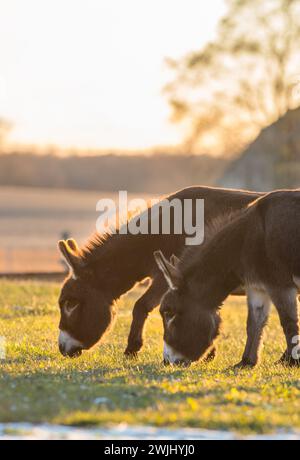 deux ânes miniatures debout dans un champ d'herbe paddock ou de pâturage de petites quantités de neige sur le sol représentant la verticale de la fin de l'automne ou du début du printemps Banque D'Images