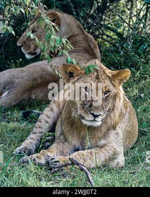 Jeune lion mâle couché dans l'herbe verte sous un buisson avec un autre jeune lion mâle en arrière-plan. Banque D'Images