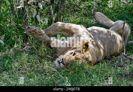 Lion couché dans un champ herbeux vert sur son dos tout en regardant la caméra. Banque D'Images