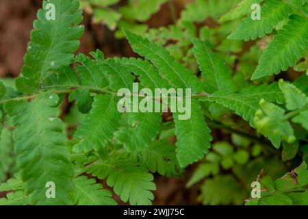 Pose plate de petites plantes autour de la maison Banque D'Images
