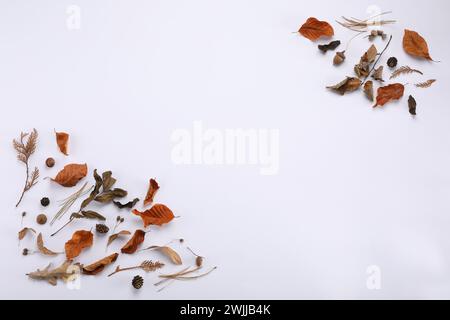 Feuilles d'automne sèches, glands et cônes sur fond blanc, pose plate. Espace pour le texte Banque D'Images