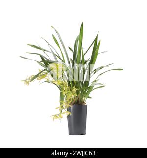 Plante d'orchidée vanille avec fleurs jaunes en pot isolé sur blanc Banque D'Images