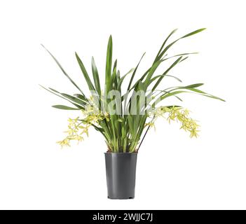 Plante d'orchidée vanille avec fleurs jaunes en pot isolé sur blanc Banque D'Images