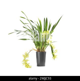 Plante d'orchidée vanille avec fleurs jaunes en pot isolé sur blanc Banque D'Images