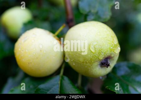 Pommes vertes sur une branche d'un pommier. Pommes avec gouttes de pluie. Mise au point sélective. Banque D'Images