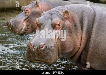 Hippopotames regardant la caméra Banque D'Images