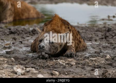 Hyena repos, parc national de Chobe, Botswana Banque D'Images