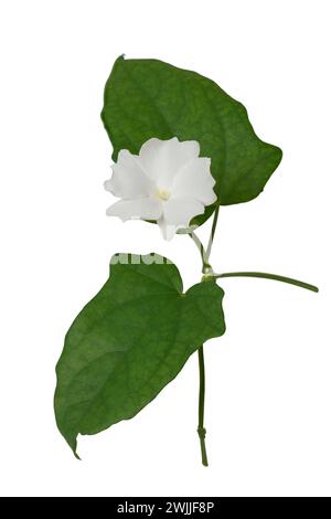 fleur de lune, ipomoea alba, alias gloire blanche tropicale du matin ou vigne de lune, belle fleur avec son feuillage isolé sur fond blanc Banque D'Images