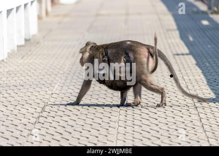 Un macaque porte un petit macaque sur son ventre, la Thaïlande Banque D'Images