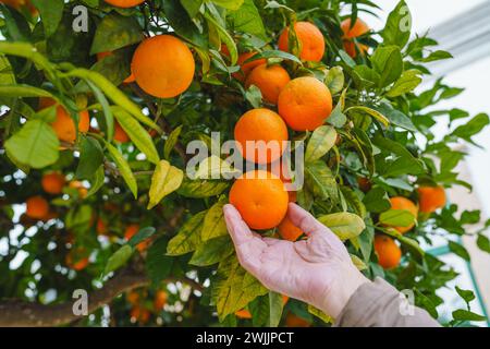 La main cueille délicatement une mandarine clémentine mûre d'un arbre chargé de fruits orange vibrants, capturant l'essence de la récolte et de la fraîcheur. Banque D'Images